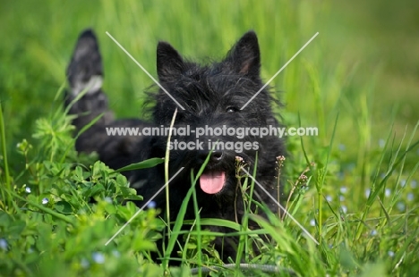 Scottish Terrier puppy in the tall grass