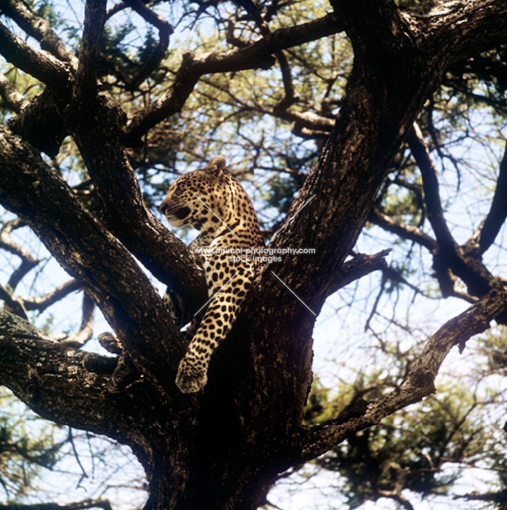 leopard lying in a tree in africa