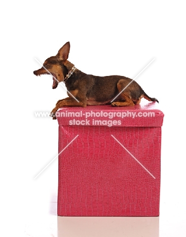 mongrel on pink box, yawning