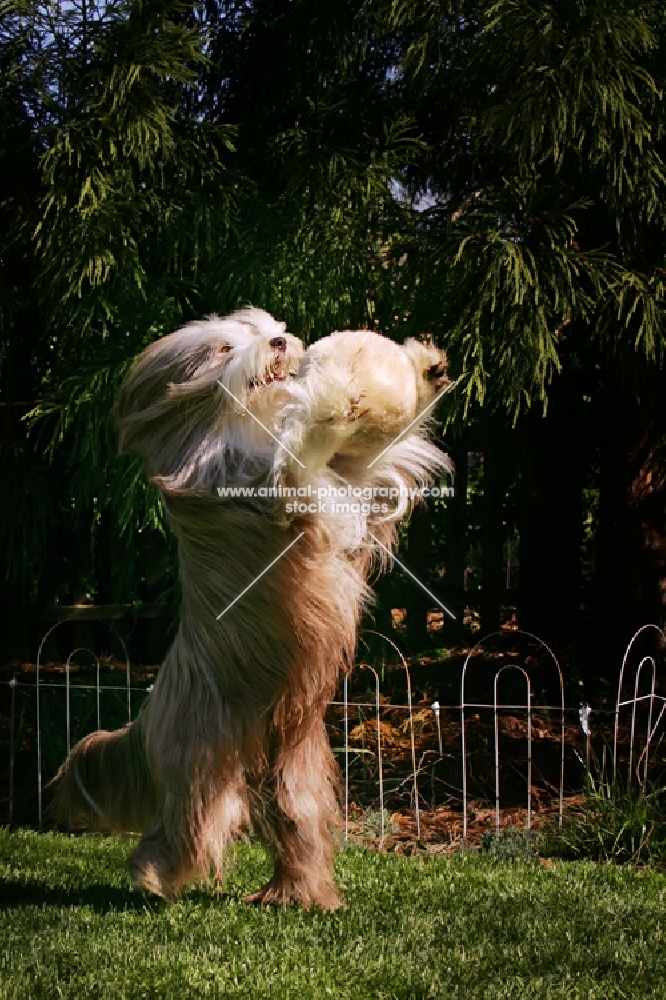 fawn bearded collie jumping up to catch ball