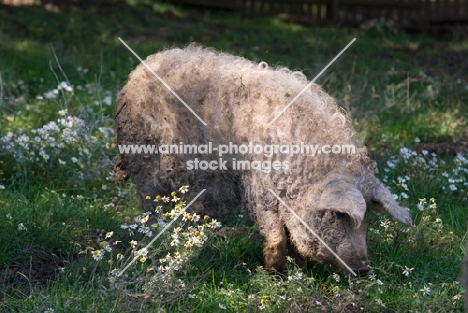 Mangalitza (aka curly-hair hog) in field