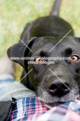 Labrador looking at owner