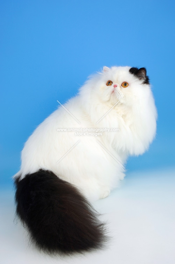 black and white persian cat, sitting down