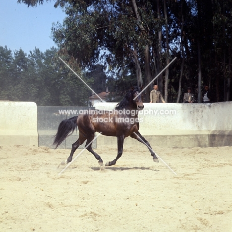 lusitano in action in enclosure in portugal