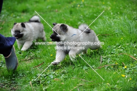 Puppies following man