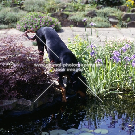 undocked dobermann drinking from pond