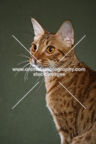 Ocicat on green background