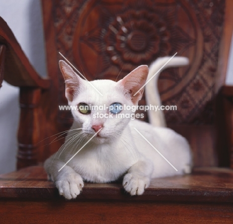 Kao Manee cat, lying in a wooden chair