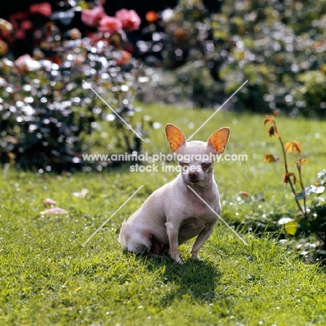 chihuahua sitting in a rose garden with eyes closed
