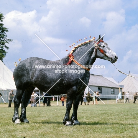 mr sneath's percheron mare at a show