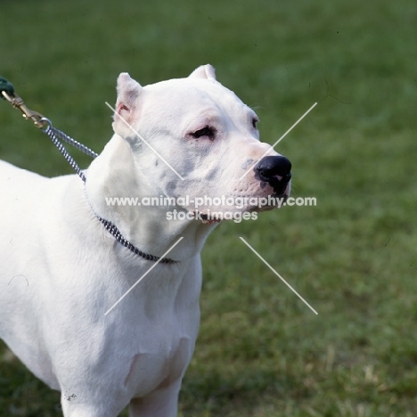 dogo argentino, elton du chene le gue, head and shoulder shot