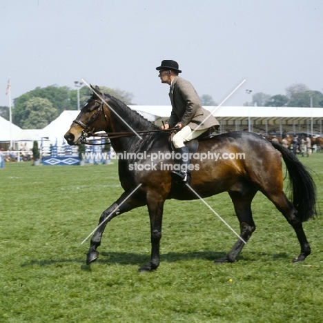 Hunter at Windsor Horse Show show