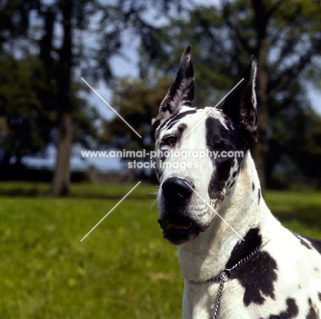  dunja vom reidstern, harlequin great dane with cropped ears