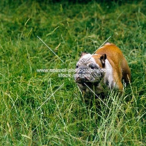 bulldog with muddy face standing in long grass