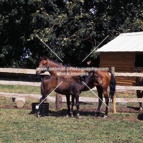 taliyeh, and foal hopstone  banafsheh (by felfel in iran)  caspian pony mare with foal at hopstone stud