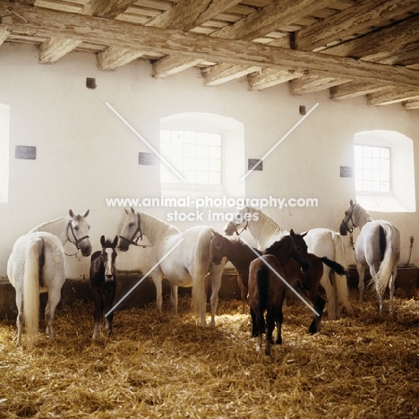 Lipizzaner mares and foal in their ancient stable at piber. Mares tethered to feed, foals loose.