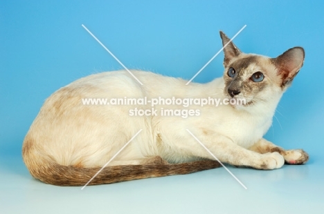 lilac tortie point siamese cat, lying down
