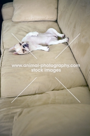 French Bulldog puppy asleep, colour: honey pied