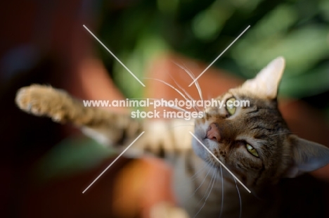 female Bengal cat with paw up
