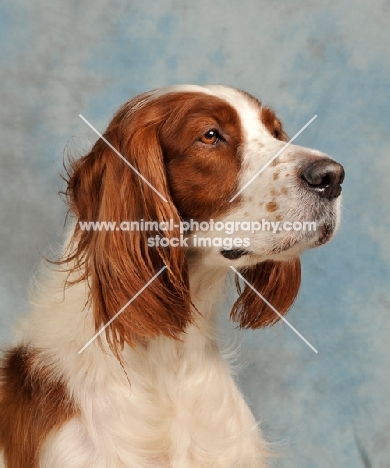 Irish red and white Setter