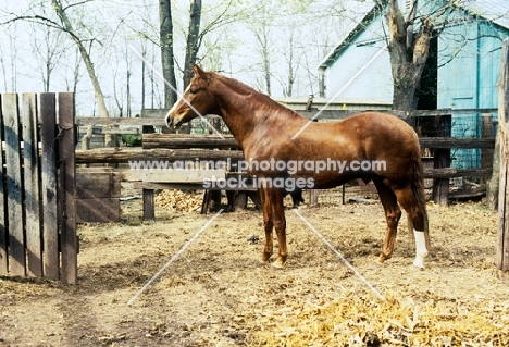 peruvian paso horse near a stable