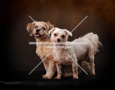 two Maltese dogs in studio
