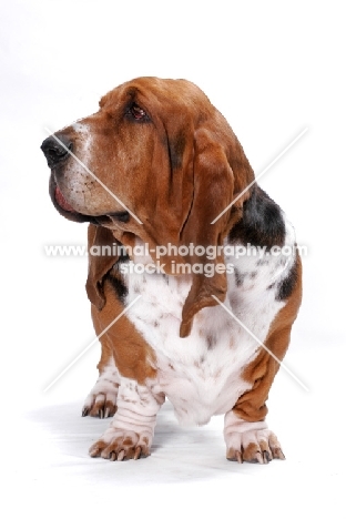 Australian Champion Basset Hound