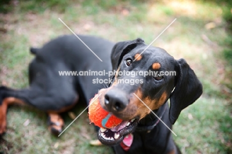 doberman holding ball in mouth