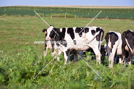 Holstein Friesian cows in field