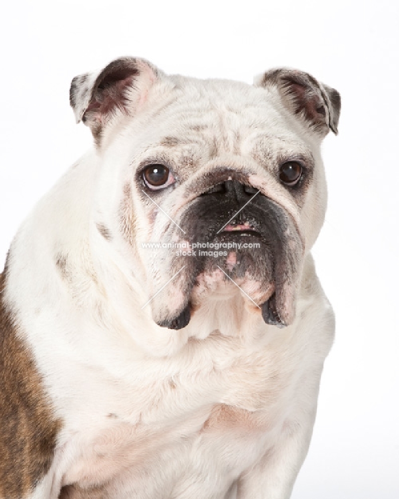 bulldog on white background, portrait