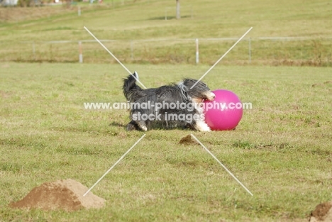 Bearded Collie with ball in field