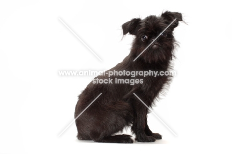 young black Griffon Bruxellois sitting on white background