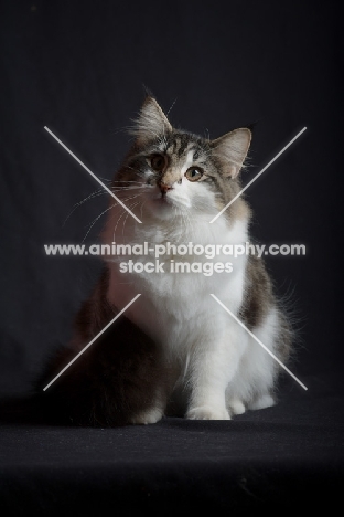 Quadzilla's Tendo Akane sitting in front of a black background, studio shot