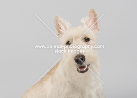 Happy wheaten Scottish Terrier in studio on grey background.