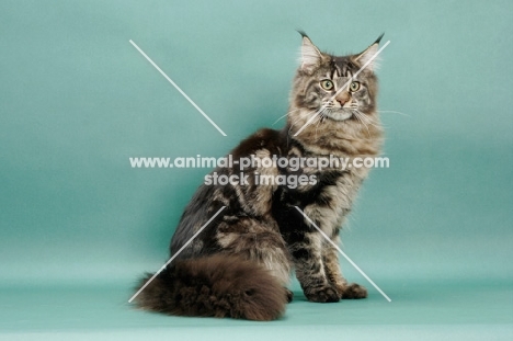 Brown Classic Tabby Maine Coon, green background