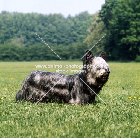 skye terrier standing in a field