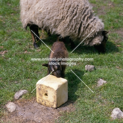 shetland ewe with a lamb licking a salt lick 