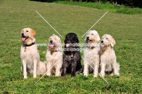 five Labradoodles