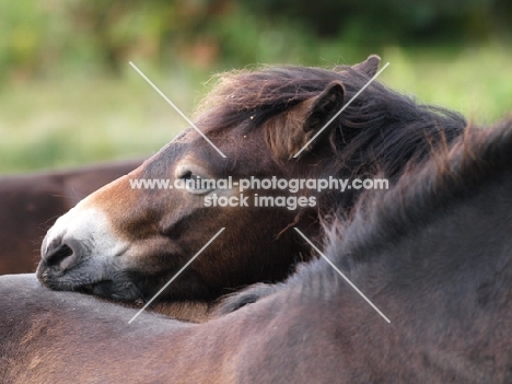 Exmoor Pony grooming another