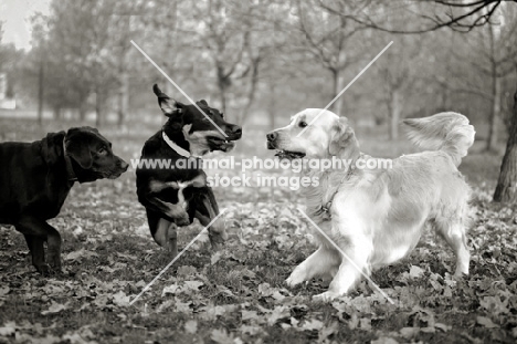 chocolate Labrador, mutt and golden retriever playing in a park