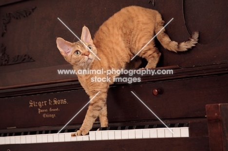 Devon Rex climbing down piano
