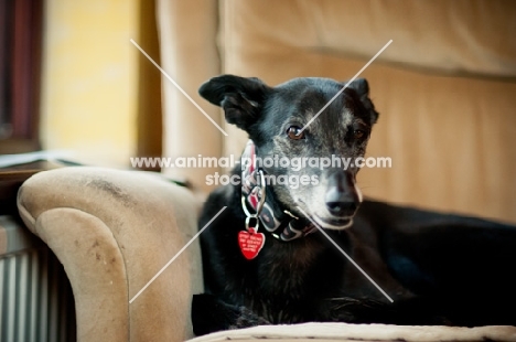 Lurcher on sofa