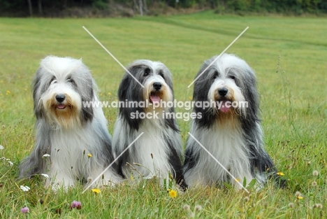 three Bearded Collies in a row