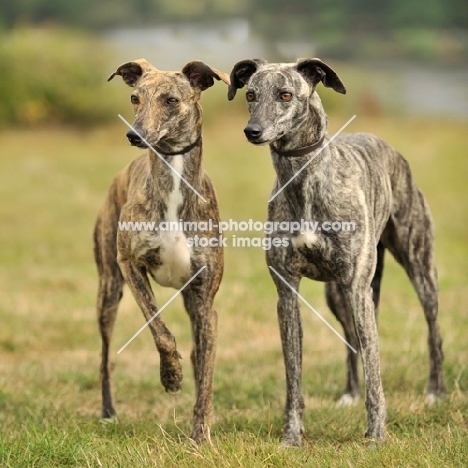 two brindle Lurchers