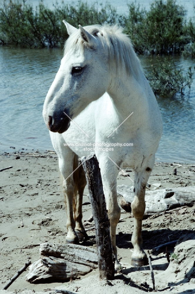 full body shot of a camargue pony