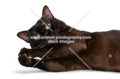 sable Burmese cat catching