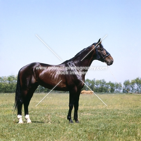 Furioso 11, Furioso stallion at Apaj Stud, Kiskunsag State Farm