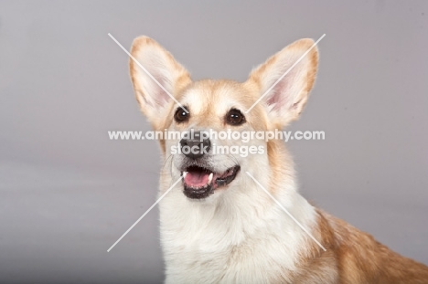 Corgi Pembroke portrait on grey background