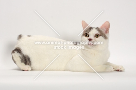 Blue Classic Tabby and White Manx, lying down