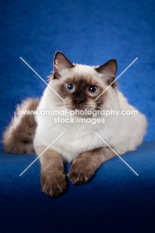 Ragdoll cat on blue background and looking at camera
